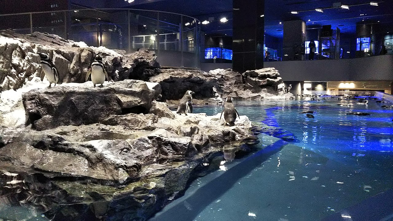 Penguins around rocks and a pool at Sumida Aquarium, photographed in2021